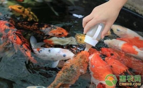 觀賞龍魚價格：關于觀賞龍魚的問題 水族問答