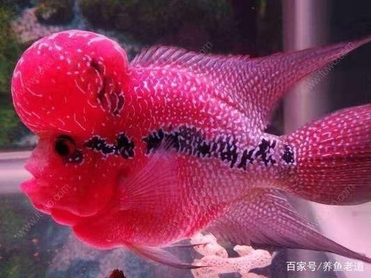 魚(yú)缸溫差控制方法：如何自然調(diào)節(jié)魚(yú)缸水溫 魚(yú)缸百科 第5張