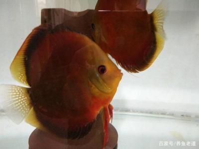 觀賞魚繁殖水溫控制技巧：觀賞魚的繁殖水溫控制對于保證魚類健康和提高繁殖成功率至關重要 觀賞魚百科 第3張