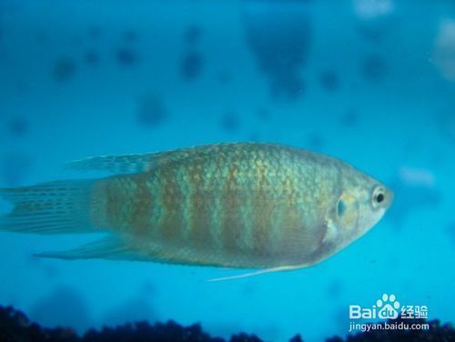 水族館一般養(yǎng)什么魚：水族館中常見的觀賞魚 水族館百科（水族館加盟） 第2張