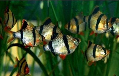 水族館一般養(yǎng)什么魚：水族館中常見的觀賞魚 水族館百科（水族館加盟） 第5張