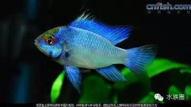 熱帶觀賞魚品種比較：幾種熱帶觀賞魚品種介紹 觀賞魚百科 第2張