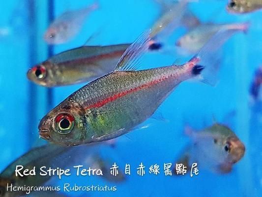 熱帶觀賞魚品種比較：幾種熱帶觀賞魚品種介紹 觀賞魚百科 第3張