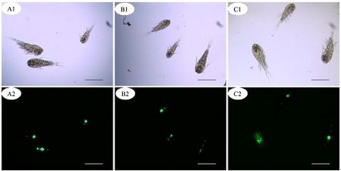 觀賞魚疫病檢測方法：觀賞魚疫病檢測方法和注意事項，觀賞魚疫病檢測方法