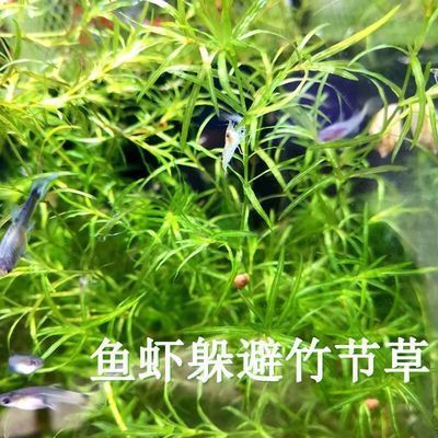 棗莊觀賞魚批發(fā)市場：棗莊觀賞魚市場 全國觀賞魚市場 第2張