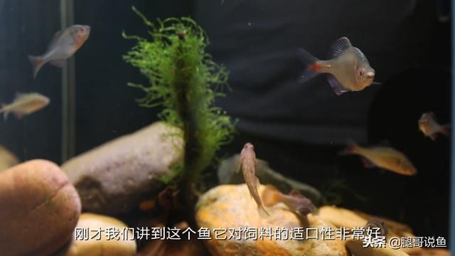 純血BD魟魚培育方法：純血bd魟魚培育方法 魟魚百科 第3張