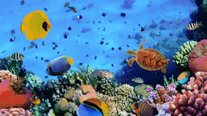 水族館主題動態(tài)屏保：水族館動態(tài)屏保的優(yōu)勢 水族館百科（水族館加盟） 第3張