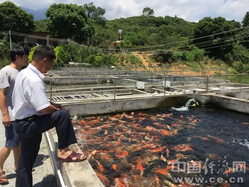 泰國(guó)觀賞魚(yú)出口政策影響：泰國(guó)自由貿(mào)易協(xié)定對(duì)泰國(guó)觀賞魚(yú)出口政策的影響 觀賞魚(yú)百科 第2張