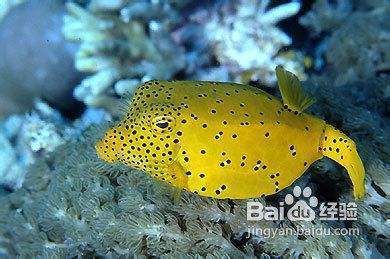 觀賞魚飼料自制常見問題：自制觀賞魚飼料常見病害預(yù)防觀賞魚飼料常見病害預(yù)防 觀賞魚百科 第4張