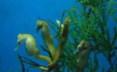 新余水族館：新余國家館，南昌海洋館，南昌海洋公園 全國觀賞魚市場 第3張