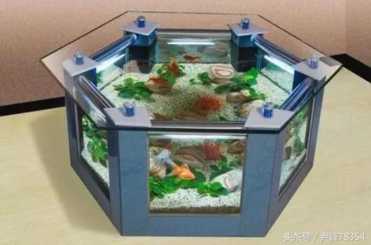 觀賞銀龍魚為什么不能吃：銀龍魚為什么不能直接吃？ 水族問答 第1張