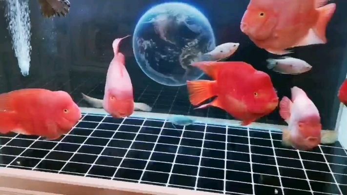 北海水族批發(fā)市場：北海水族批發(fā)市場在哪里 全國觀賞魚市場 第9張