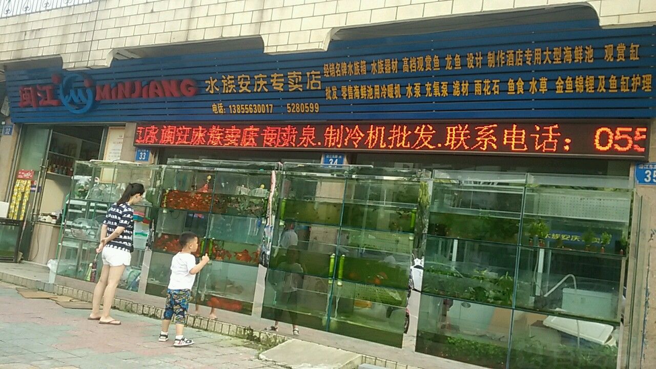 安慶龍魚專賣店：安慶彩蝶魚缸專賣店 全國觀賞魚市場 第2張