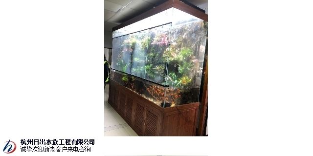 安慶龍魚專賣店：安慶彩蝶魚缸專賣店 全國觀賞魚市場 第6張