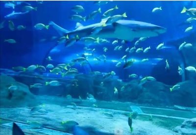 吉林水族館：吉林市龍?zhí)秴^(qū)小亮水族館