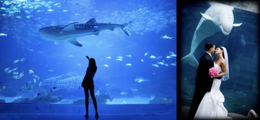 水族館生意怎么樣好做嗎：水族館的發(fā)展前景