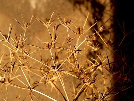 生物濾材對金龍魚的影響：如何判斷生物濾材對金龍魚水族箱的影響 金龍魚百科 第5張