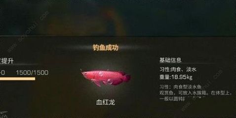 明日之后血紅龍魚用什么魚餌：明日之后矛斯沼澤釣魚攻略血紅龍魚最佳釣點推薦 紅龍魚百科 第2張