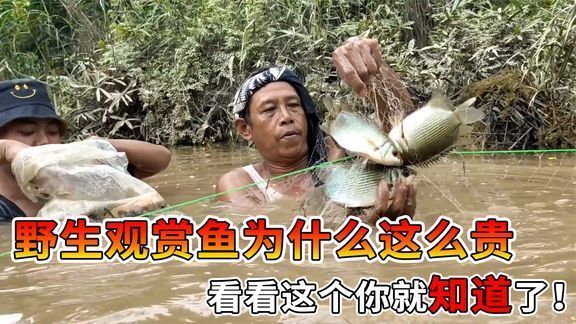 觀賞魚市場價格波動因素：影響觀賞魚價格的因素 觀賞魚百科 第4張