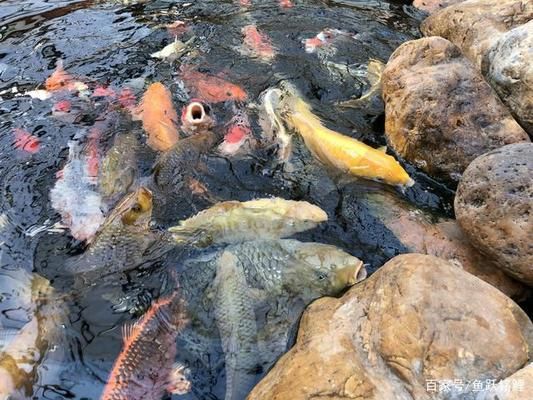 觀賞魚(yú)飼料中植物成分的作用：植物成分在觀賞魚(yú)飼料中的作用 觀賞魚(yú)百科 第4張