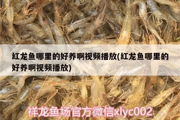 金龍紅龍魚形容詞是什么詞：金龍紅龍魚的文化寓意解析 紅龍魚百科 第4張