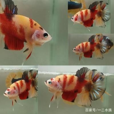 觀賞魚常見病害預(yù)防措施：觀賞魚水質(zhì)檢測頻率，觀賞魚疾病早期識別，觀賞魚水溫管理技巧 觀賞魚百科 第4張