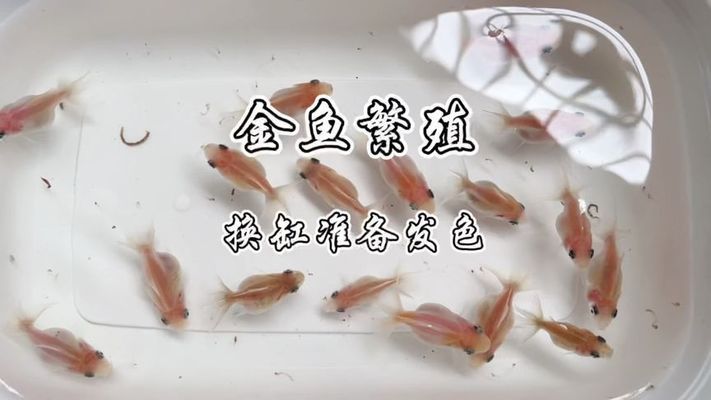 黑金魟魚(yú)繁殖環(huán)境布置技巧：黑金魟魚(yú)的繁殖環(huán)境布置技巧 魟魚(yú)百科 第2張