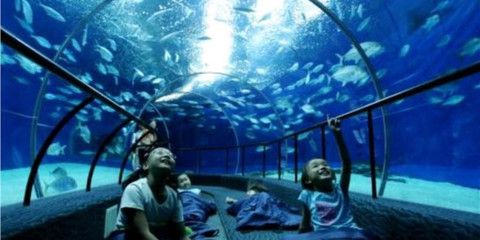 成都水族館門票：成都水族館游客評(píng)價(jià)匯總成都水族館優(yōu)惠活動(dòng)查詢 水族館百科（水族館加盟） 第5張