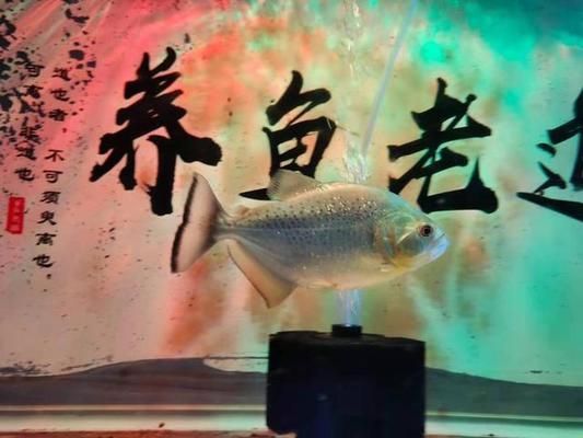 魚缸棉絮狀物圖片：關(guān)于魚缸棉絮狀物圖片詳情 魚缸百科 第5張