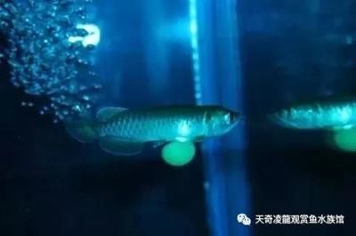 龍魚甲基藍用法：關于龍魚甲基藍的具體使用方法