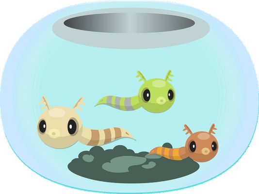 徐州水族批發(fā)市場：徐州水族批發(fā)市場在哪里 全國觀賞魚市場 第5張