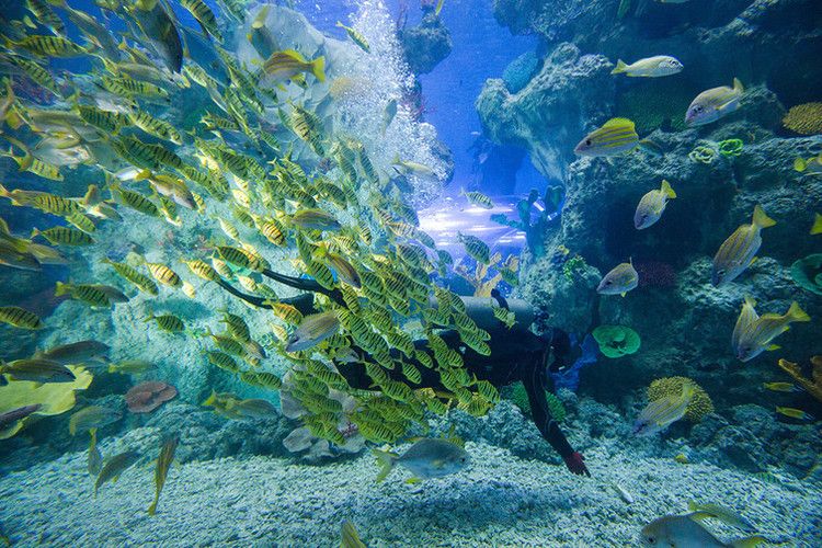 蕪湖水族館：蕪湖水族館地址 全國(guó)觀賞魚(yú)市場(chǎng) 第2張