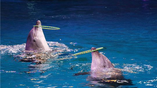 蕪湖水族館：蕪湖水族館地址 全國(guó)觀賞魚(yú)市場(chǎng) 第5張