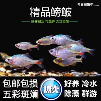 混養(yǎng)觀賞魚(yú)疾病預(yù)防措施：混養(yǎng)觀賞魚(yú)疾病預(yù)防 觀賞魚(yú)百科 第3張