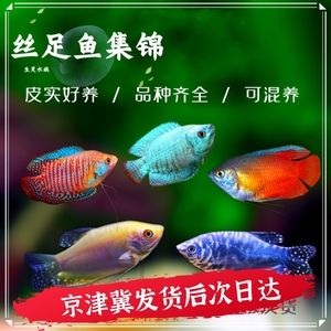 混養(yǎng)觀賞魚(yú)疾病預(yù)防措施：混養(yǎng)觀賞魚(yú)疾病預(yù)防 觀賞魚(yú)百科 第5張