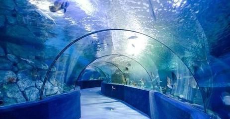 建一個(gè)水族館多少錢：廣州白云機(jī)場新建水族館項(xiàng)目預(yù)計(jì)投放至少2000條魚