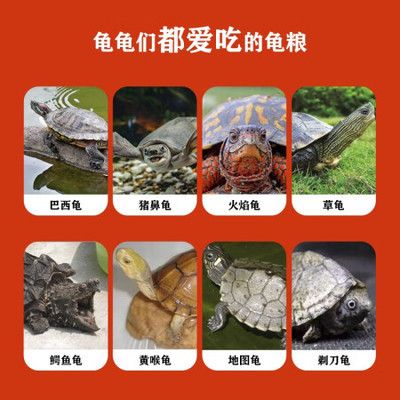 豬鼻龜吃什么飼料好：鄉(xiāng)村鐵事農(nóng)村兒時(shí)捉魚(yú)時(shí)豬鼻龜吃什么飼料好豬鼻龜吃什么好