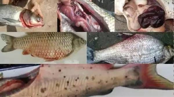 國內(nèi)有龍魚繁殖成功的嗎：2017年首例成功的室內(nèi)龍魚繁殖案例分享經(jīng)驗(yàn)分享 水族問答 第1張