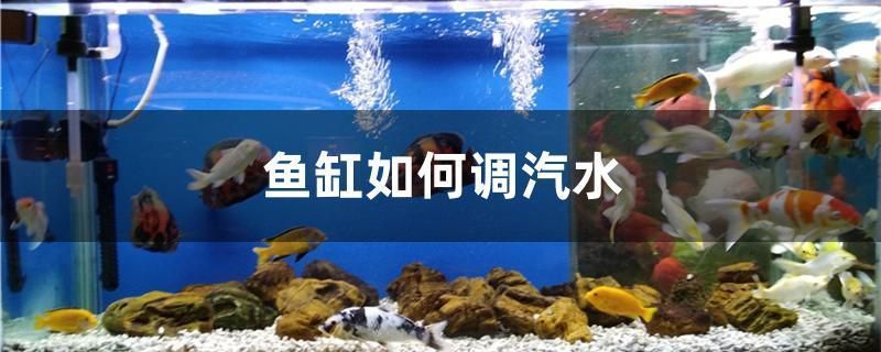 龍魚(yú)紅眼還是黑眼好看些：紅眼龍魚(yú)和黑眼龍魚(yú)的挑選方法和秘訣 紅龍魚(yú)百科 第4張