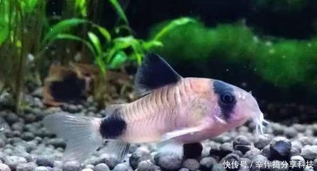 熱帶觀賞魚水溫調(diào)節(jié)方法：熱帶觀賞魚如何調(diào)節(jié)水溫 觀賞魚百科 第2張