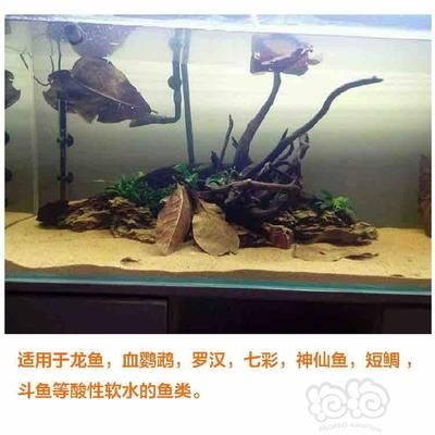 魚缸放橄欖葉：將橄欖葉放入魚缸中對水生環(huán)境的潛在好處 魚缸百科 第2張