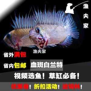 過背金龍魚的價格是多少錢：如果我要買一條背金龍魚，大概需要多少錢呢？ 水族問答 第1張