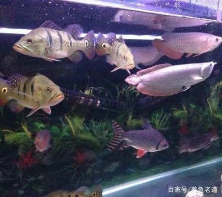 觀賞魚夜間缺氧的預防措施：如何有效預防觀賞魚夜間缺氧？ 觀賞魚百科 第4張