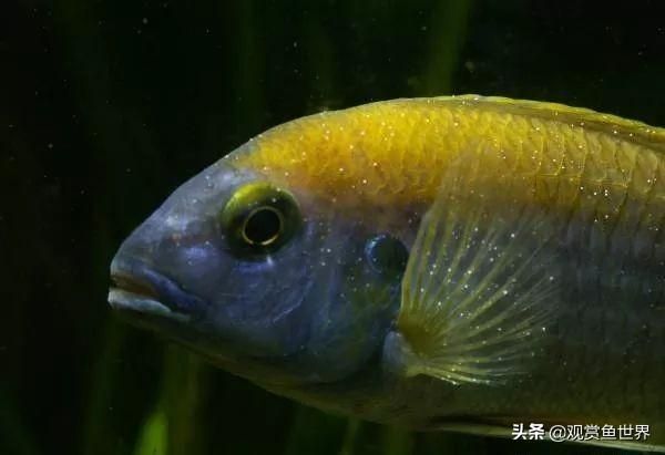 觀賞魚(yú)常見(jiàn)疾病及癥狀：觀賞魚(yú)常見(jiàn)疾病及其癥狀 觀賞魚(yú)百科 第2張