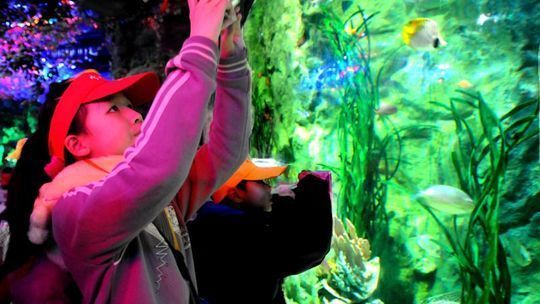 寧波水族館：關(guān)于寧波水族館的一些問(wèn)題 全國(guó)觀賞魚市場(chǎng) 第4張