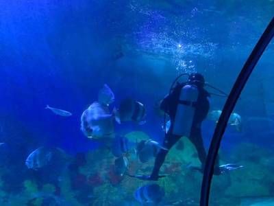 寧波水族館：關(guān)于寧波水族館的一些問題