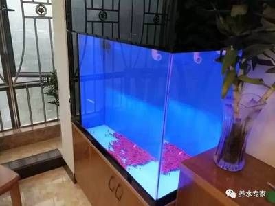 水族館魚缸怎么安裝：“水族館魚缸怎么安裝”普通魚缸安裝步驟和注意事項(xiàng)