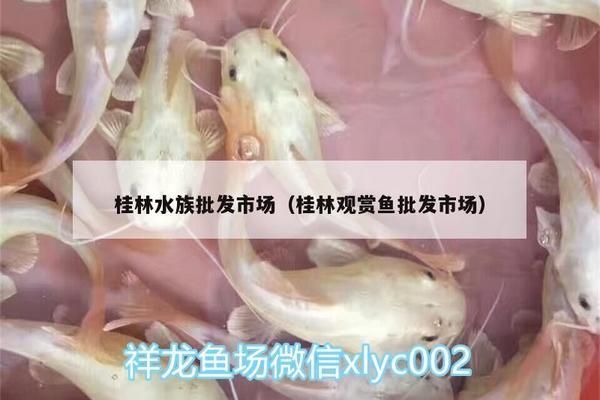 桂林水族批發(fā)市場：桂林水族市場在哪里 全國觀賞魚市場 第5張