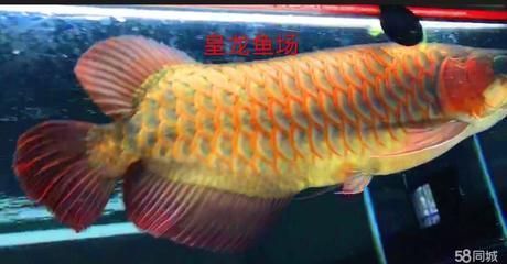 和田龍魚專賣店：保山和田龍魚專賣店 全國(guó)觀賞魚市場(chǎng) 第5張