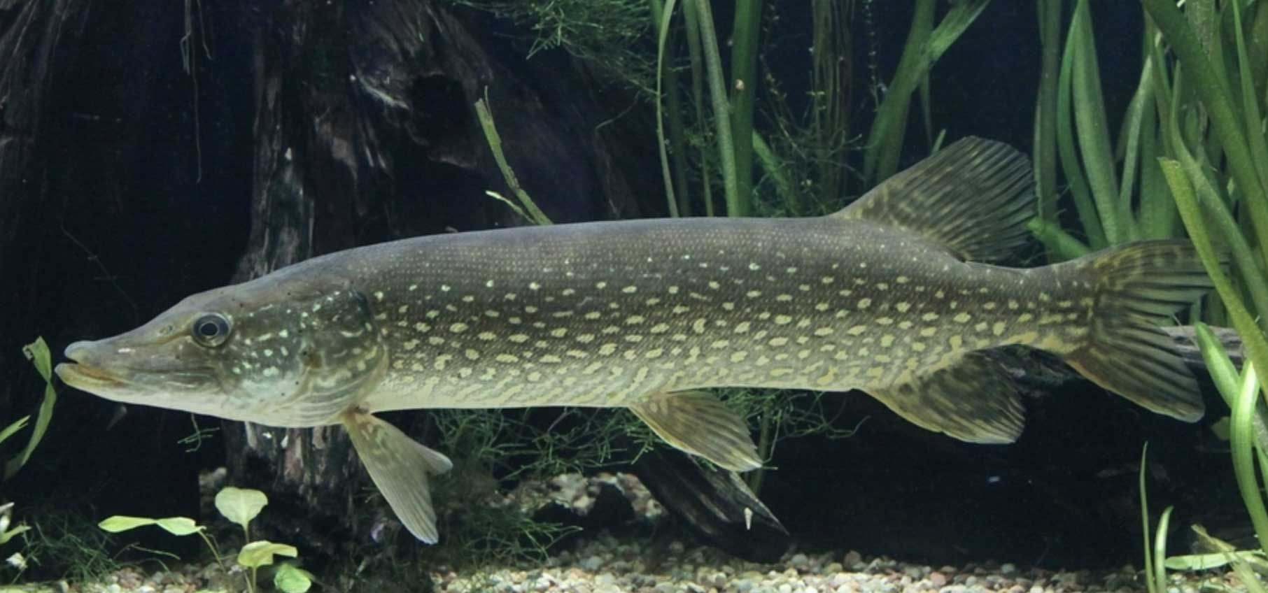 龍魚是咸水魚還是淡水魚：熱帶淡水魚的飼養(yǎng)技巧，如何挑選健康的龍魚